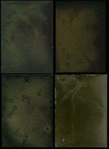 photograms/ cameraless