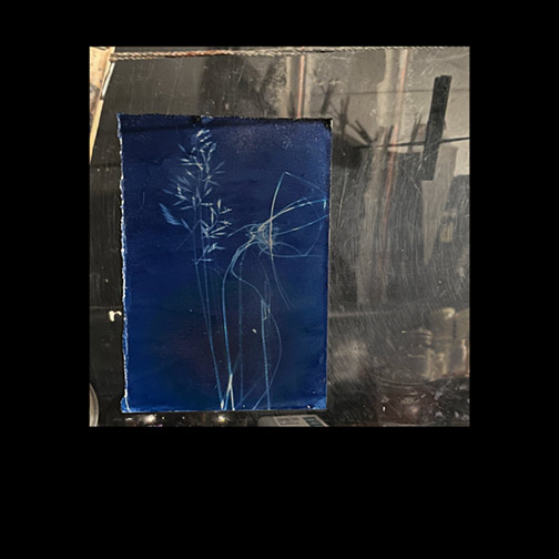 grass and seeds