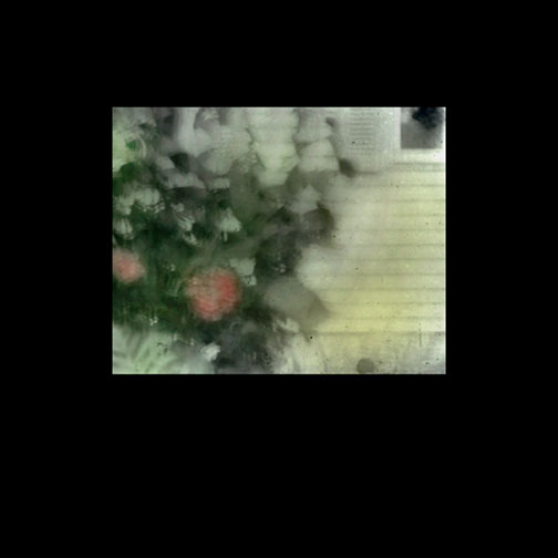 hydrangea